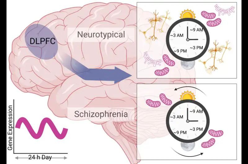 شیفت کاری ژن‌ها در مغزهای مبتلا به اسکیزوفرنی