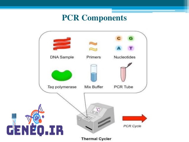 اجزاء واکنش های پی سی آر - PCR Reaction reagent