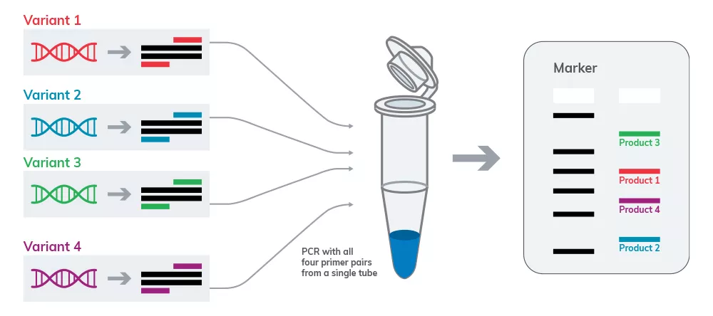 PCR Multiplex روشی سریع حساس و دقیق برای تشخیص چندین بیماری آموزش