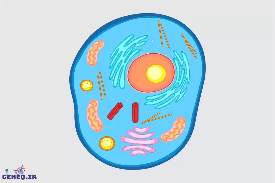 دنیای شگفت‌انگیز سلول‌ها: سفری به درون واحدهای بنیادی حیات